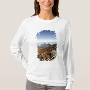 Silversword on Haleakala Crater Rim from near T-Shirt