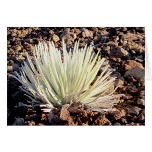 Silversword on Haleakala, Maui