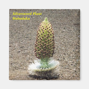 silversword plant magnet