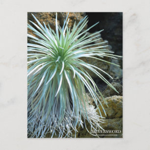 Silversword ：Postcard Postcard