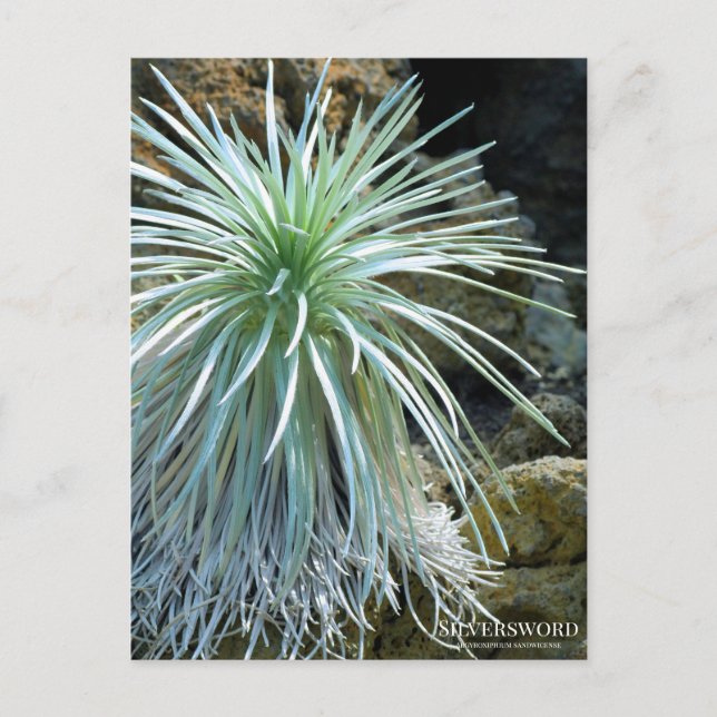 Silversword ：Postcard Postcard (Front)