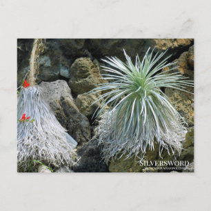 Silversword ：Postcard Postcard