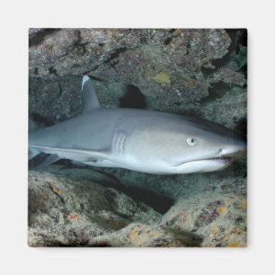 Silvertip Shark Magnet