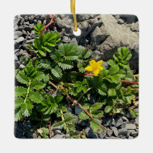 Silverweed Cinquefoil Ceramic Ornament
