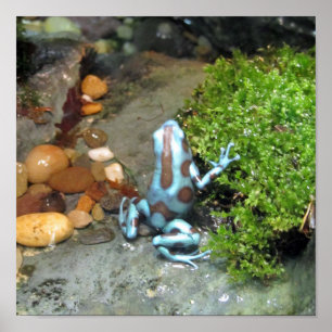 Silvery Blue Dart Frog Poster
