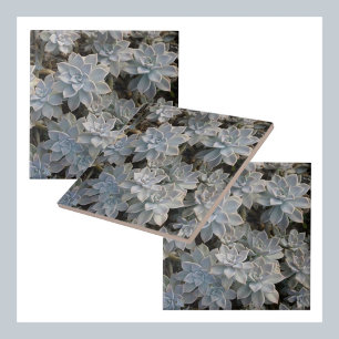 Silvery Blue Succulents Botanical Photographic Tile