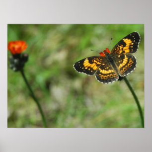 Silvery Checkerspot Poster