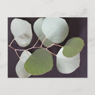 Silvery Leaf 3 - educatedbrainfart Postcard