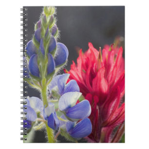 Silvery Lupine, Lavender Paintbrush Notebook