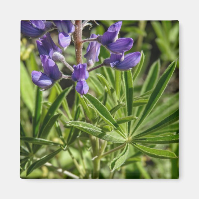 Silvery Lupine Magnet (Front)