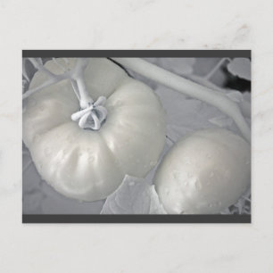 Silvery Tomatoes Postcard