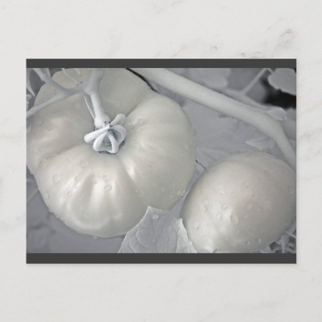 Silvery Tomatoes Postcard (Front)