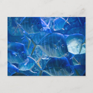 Silvery Tropical Fish Postcard