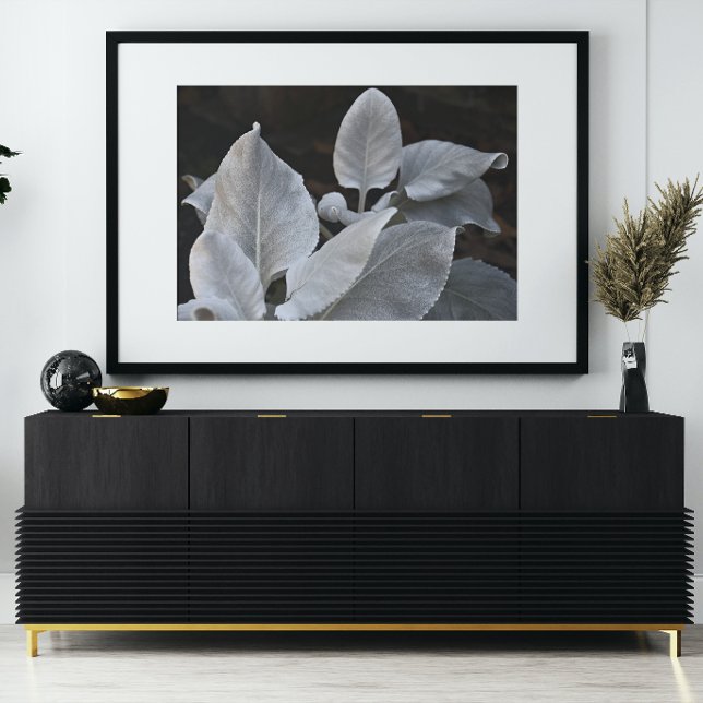 Silvery White Angel Wings Plant Floral Poster (In Situ)