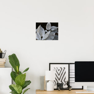 Silvery White Angel Wings Plant Floral Poster