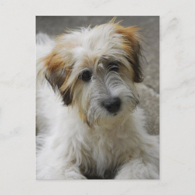 simba postcard (Front)