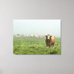 Simmental Bull in Foggy Pasture Canvas Print