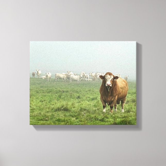 Simmental Bull in Pasture Canvas Print (Front)