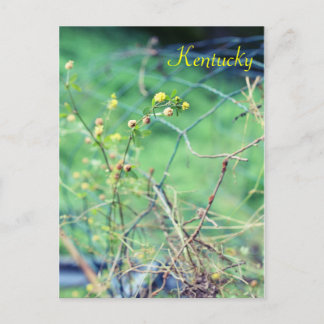 Simple Beauty by Jersey Fawn Postcard