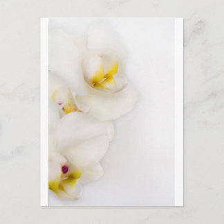 Simple Beauty Postcard