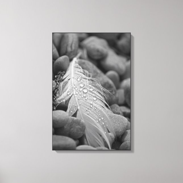 Simple Black and White Swan Feather Water Drops Canvas Print (Front)