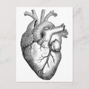 Simple Black White Anatomy Heart Illustration Postcard