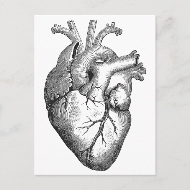 Simple Black White Anatomy Heart Illustration Postcard (Front)