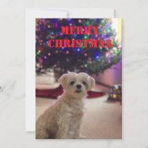 Simple Bold Christmas Card