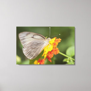 Simple butterfly on yellow and red flowers canvas print