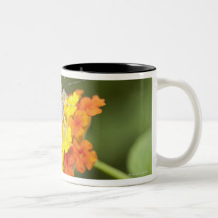 Simple butterfly on yellow and red flowers Two-Tone coffee mug