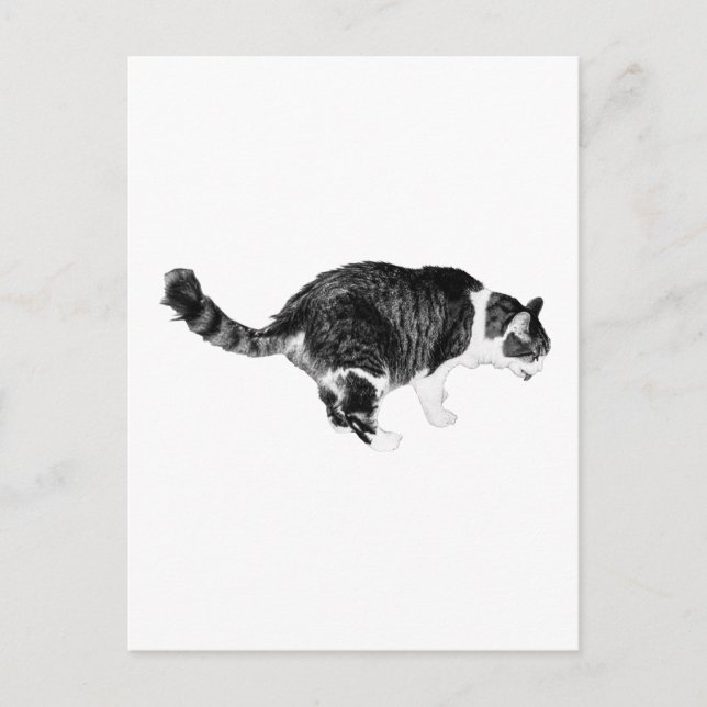 Simple Curiosity, Festive Hello Postcard (Front)