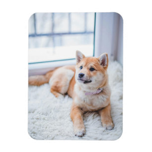 Simple Custom Pet Photo Magnet