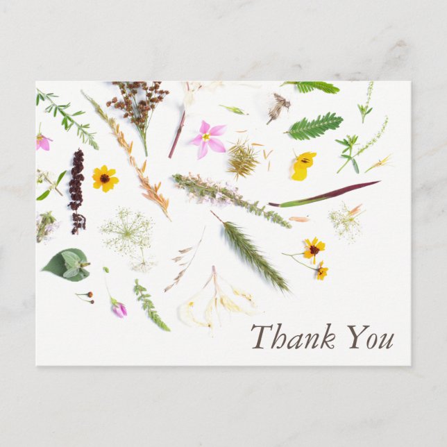 Simple Elegant Botanical Wild Flower Thank You Postcard (Front)