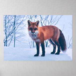 Simple Elegant Red Fox Artwork Poster