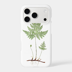 Simple fern,