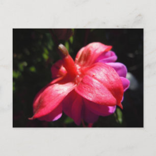 Simple fuschia postcard