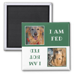 Simple Green White Dog Fed Photo Magnet