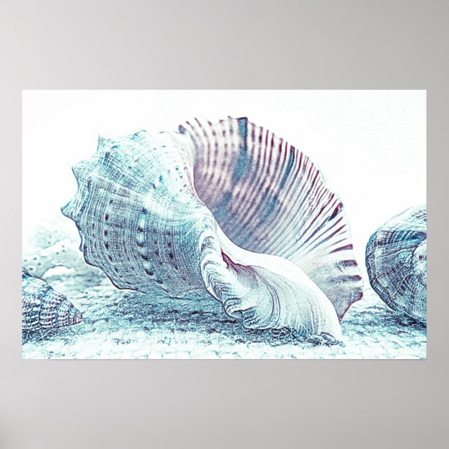 Simple Hand-sketch Seashell Drawing | Poster (Front)