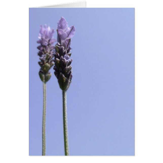 Simple Lavender Flower Card (Front)