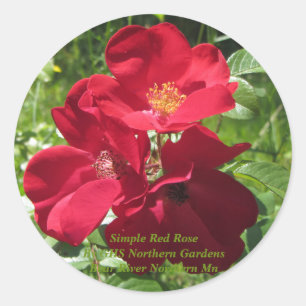Simple Red Roses Classic Round Sticker