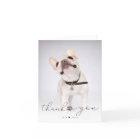 Simple Script Pet Memorial Photo Thank You