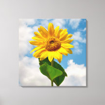 Simple Sunflower Floral Botanical Photography