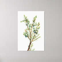 Simple Vintage Botanical Mountain Juniper