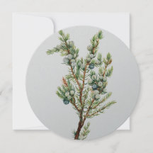 Simple Vintage Botanical Mountain Juniper