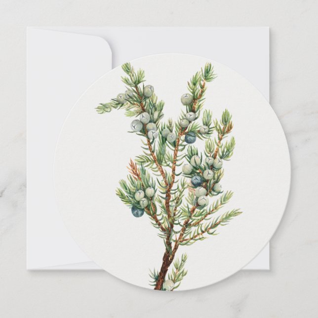 Simple Vintage Botanical Mountain Juniper Invitation (Front)