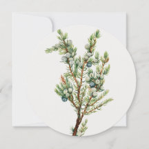 Simple Vintage Botanical Mountain Juniper