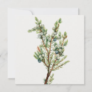 Simple Vintage Botanical Mountain Juniper Invitation