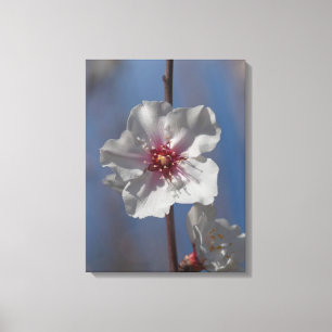 Simple White Spring Almond Tree Floral Art Elegant Canvas Print