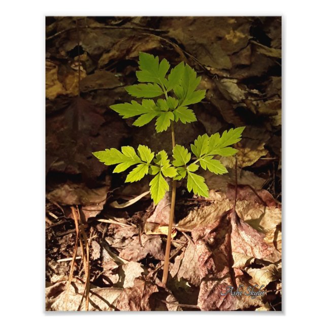 Simplicity Photo Print (Front)