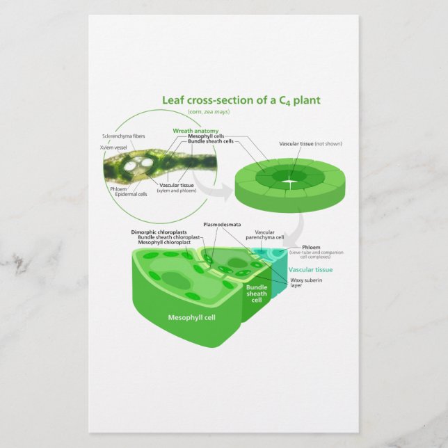 Simplified C4 Photosynthesis Diagram (Front)